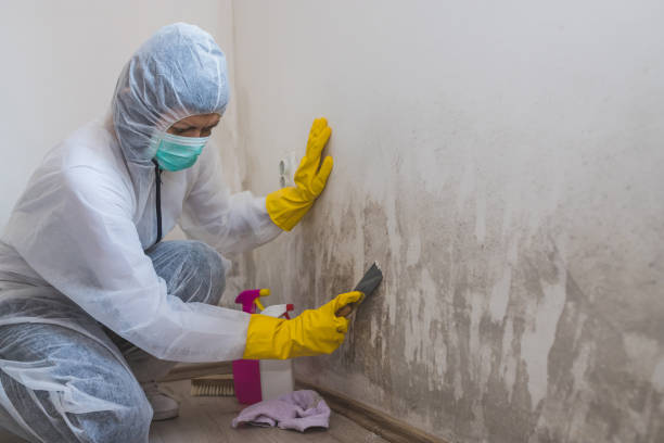 Best Mold Damage Restoration  in Burlington, CO