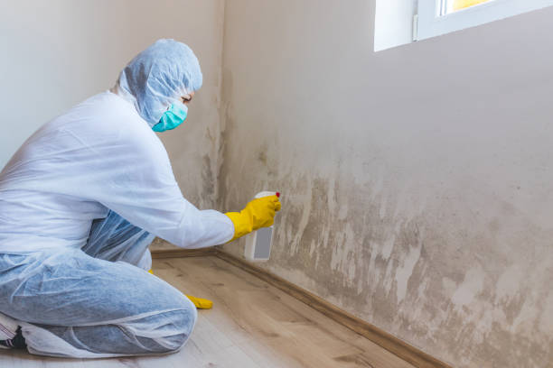 Best Real Estate Mold Inspection  in Burlington, CO