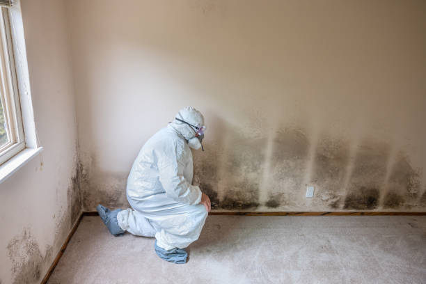 Mold Documentation for Insurance Claims in Burlington, CO